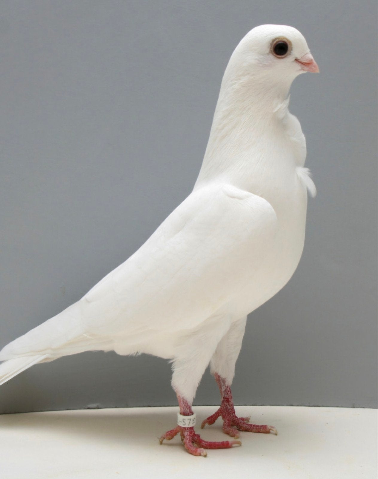 figuritas gezocht., Animaux & Accessoires, Oiseaux | Pigeons