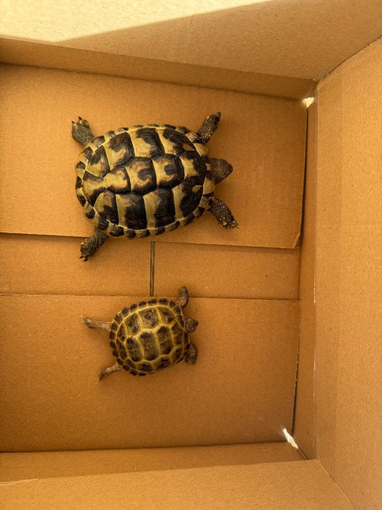 Grote schildpad met chip & papieren +1 kleintje gratis erbij, Tortue, Domestique, 0 à 2 ans