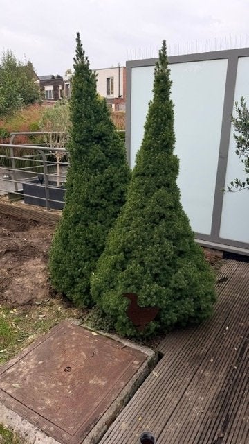 gratis, Bloeit niet, Halfschaduw, Ophalen of Verzenden, 100 tot 250 cm