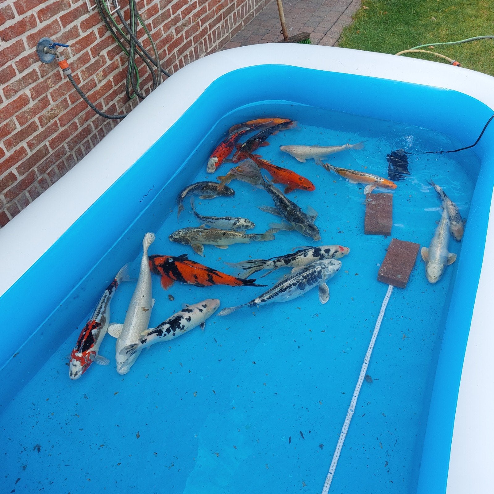 18 tal koi vissen hussen de 30 fn 50 cm