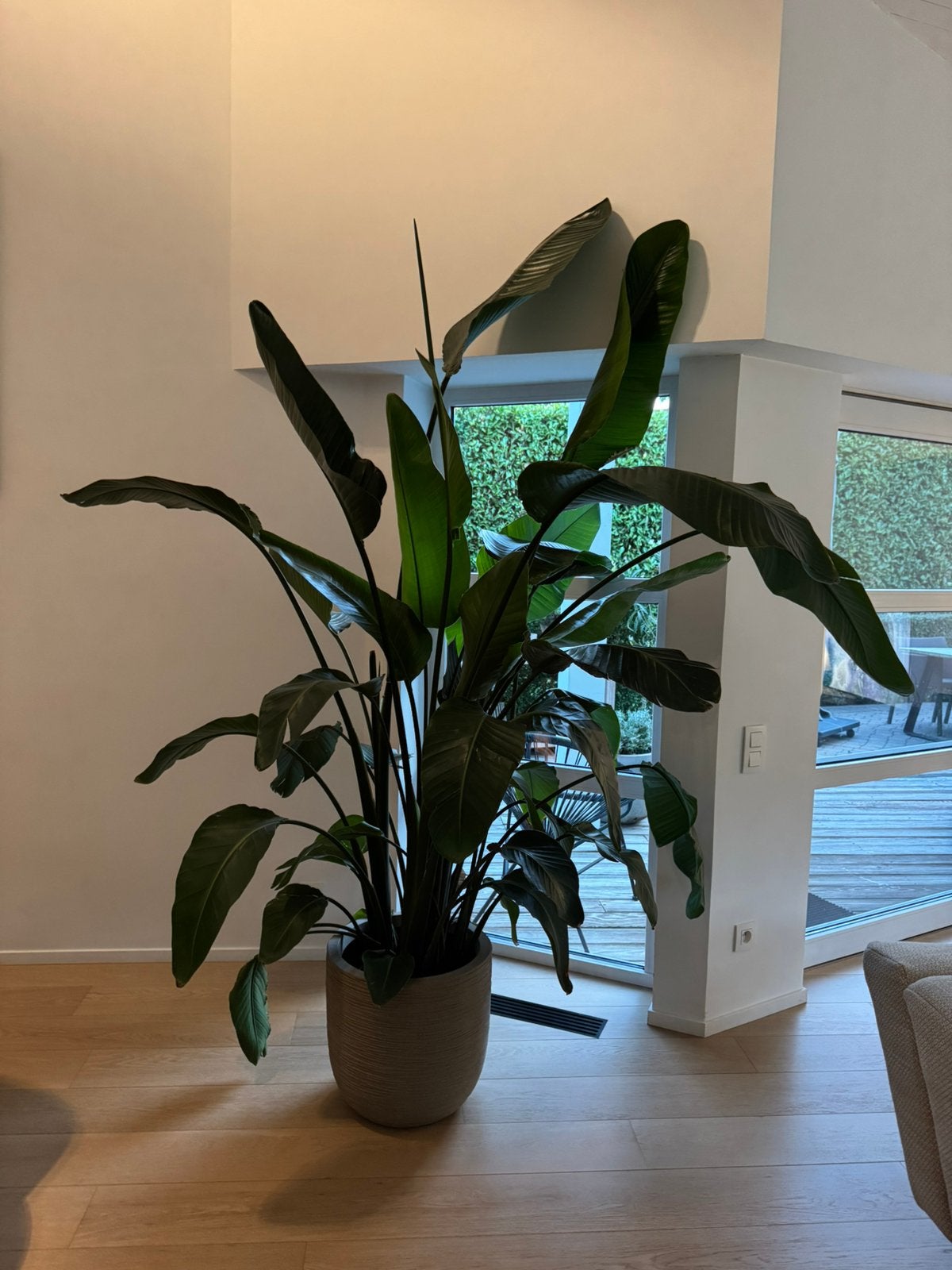 Plante Oiseau de paradis 270 cl, Maison & Meubles, Autres espèces, En pot, Plein soleil, Enlèvement