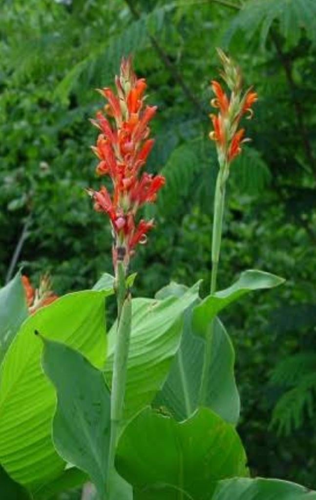 Canna, Ophalen, Knol