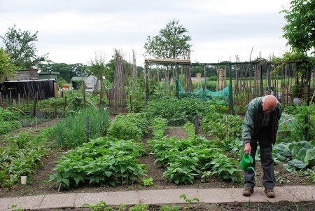 Moestuin, Tuintje, Teelgrond te huur gevraagd, Enlèvement