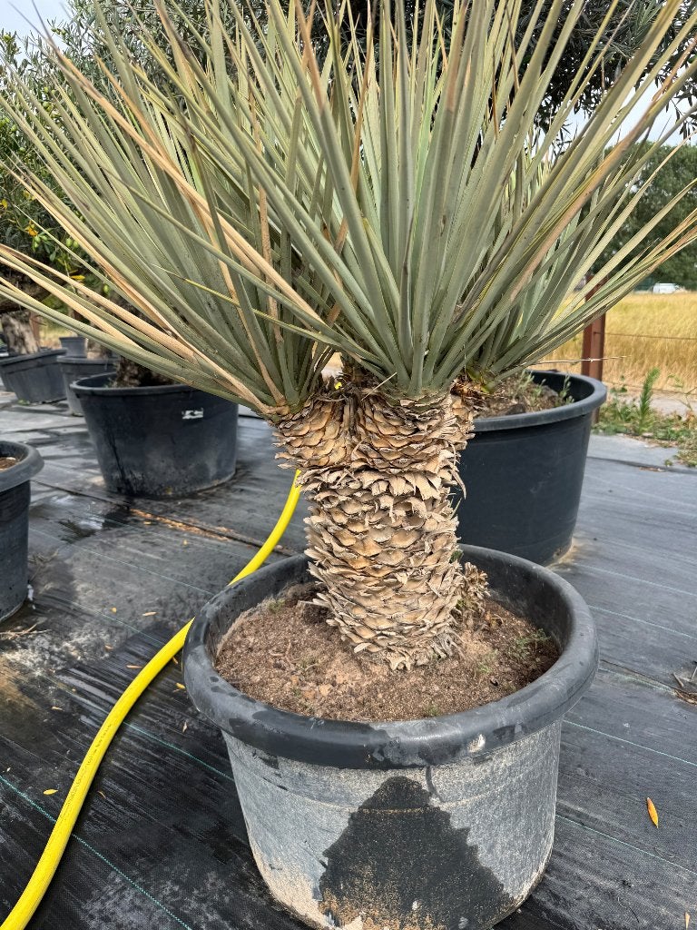 Yucca rigida, Volle zon, Vaste plant, Zomer, Ophalen