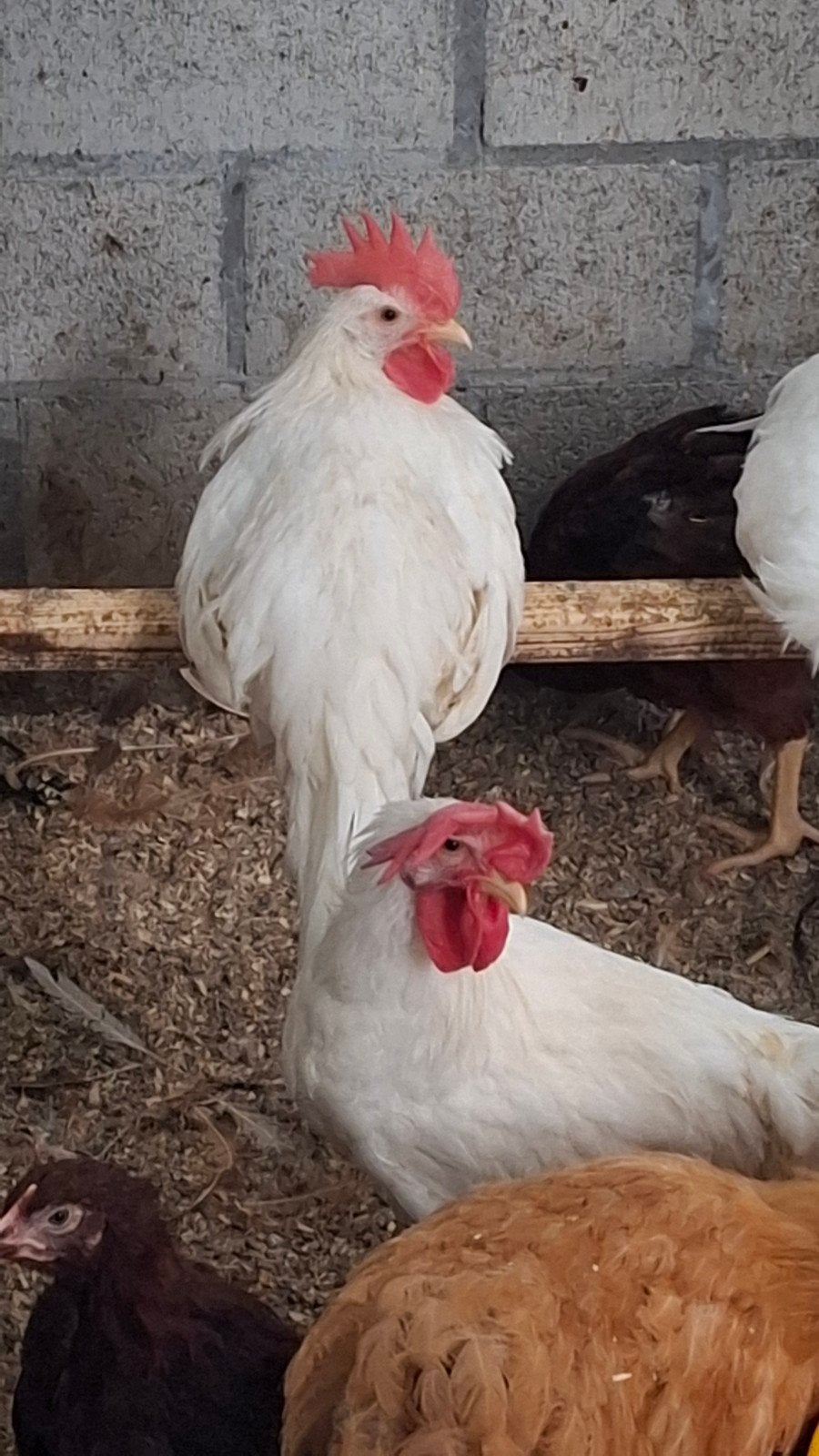 jonge witte leghorn hanen, Dieren en Toebehoren, Mannelijk, Kip