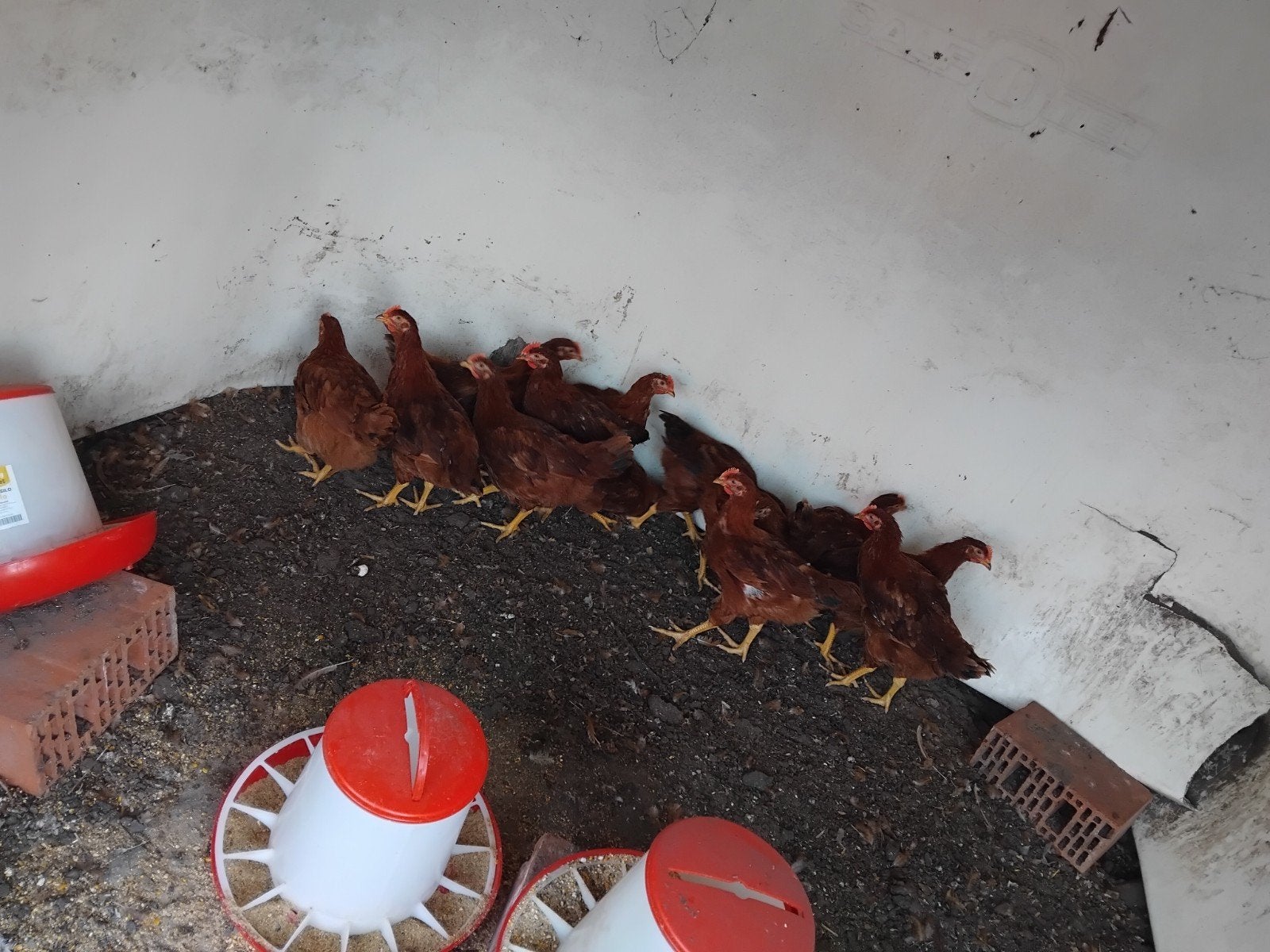 Hanen, Dieren en Toebehoren