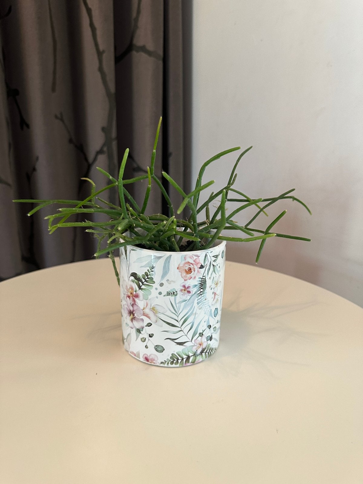Plant Rhipsalis baccifera / koraalcactus met bloempot, Ophalen
