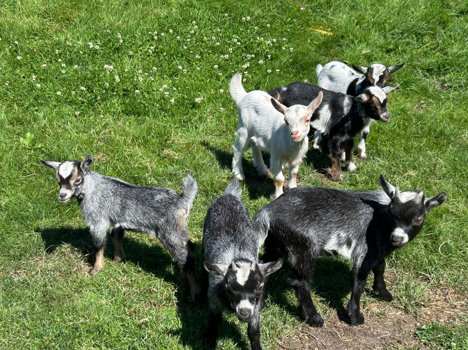 Twee dwerg geiten bokjes, Dieren en Toebehoren, Schapen, Geiten en Varkens, Geit