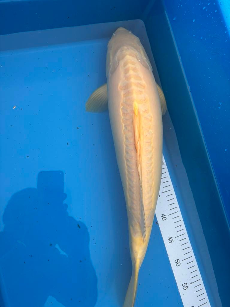 Doitsu karaschigoi van 60 cm, Dieren en Toebehoren, Karper of Koi