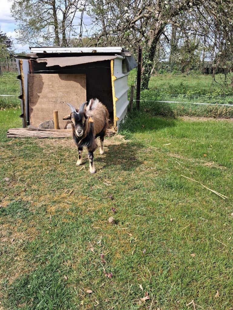 Bok van 1,5 jaar oud weg te geven, Dieren en Toebehoren, Schapen, Geiten en Varkens, Mannelijk, Geit, 0 tot 2 jaar