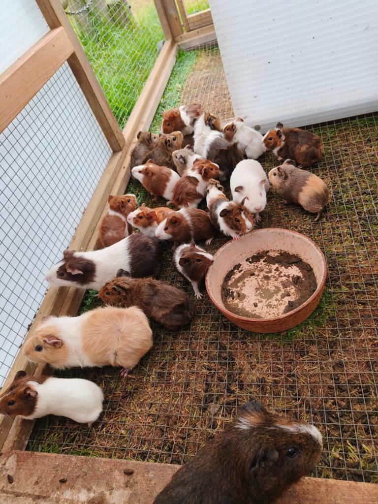 Cavia's, Maart, Meerdere dieren, Cavia