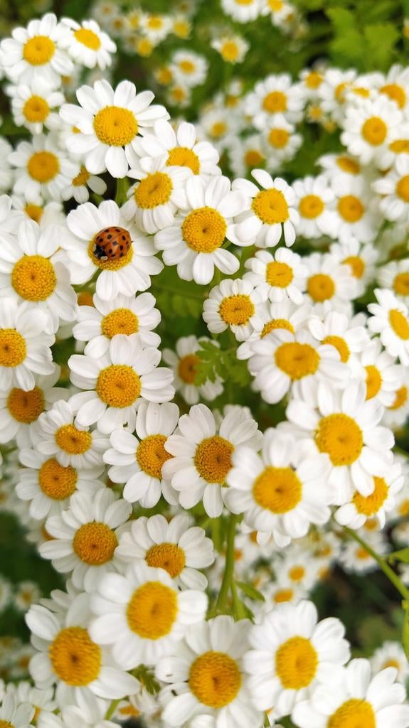 Feverfew Tanacetum Parthenium à partir de graines biologique, Autres espèces, Annuelle, Plein soleil, Été