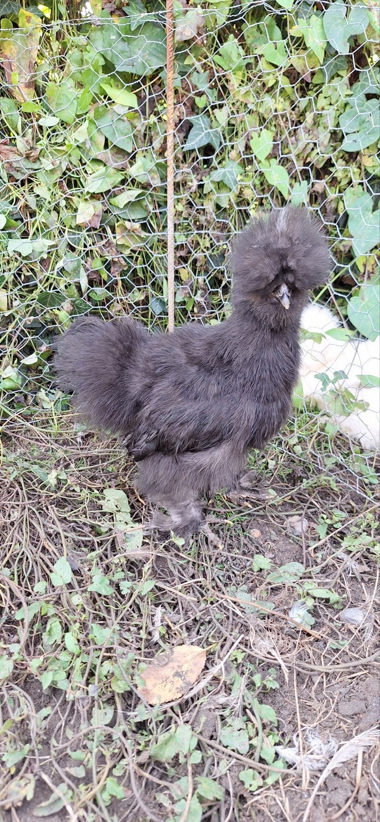 USA zijdehoender haantje, Animaux & Accessoires, Volatiles, Mâle, Poule ou poulet