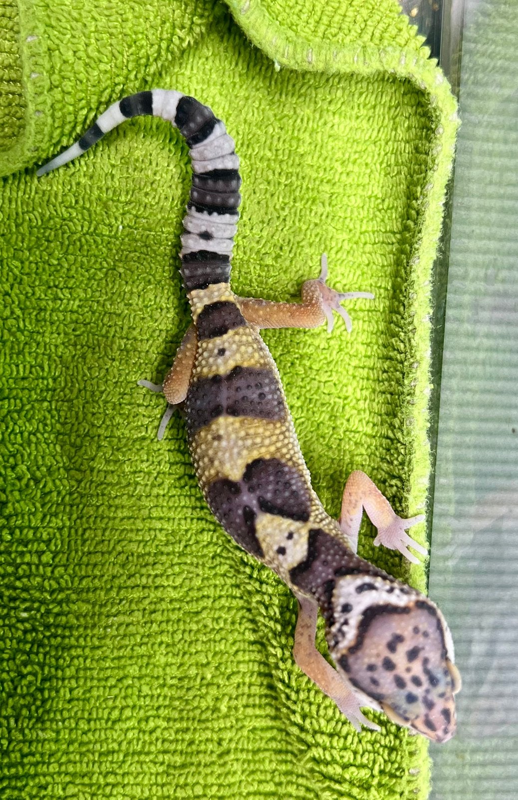 Luipaardgekko baby a1 beschikbaar voor afhaling, Hagedis, Tam, 0 tot 2 jaar