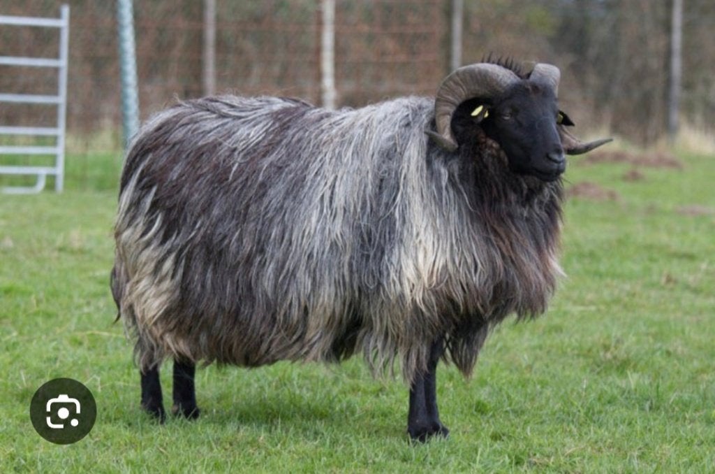 Heidschnucke schapen, Dieren en Toebehoren, Vrouwelijk, Schaap, 0 tot 2 jaar