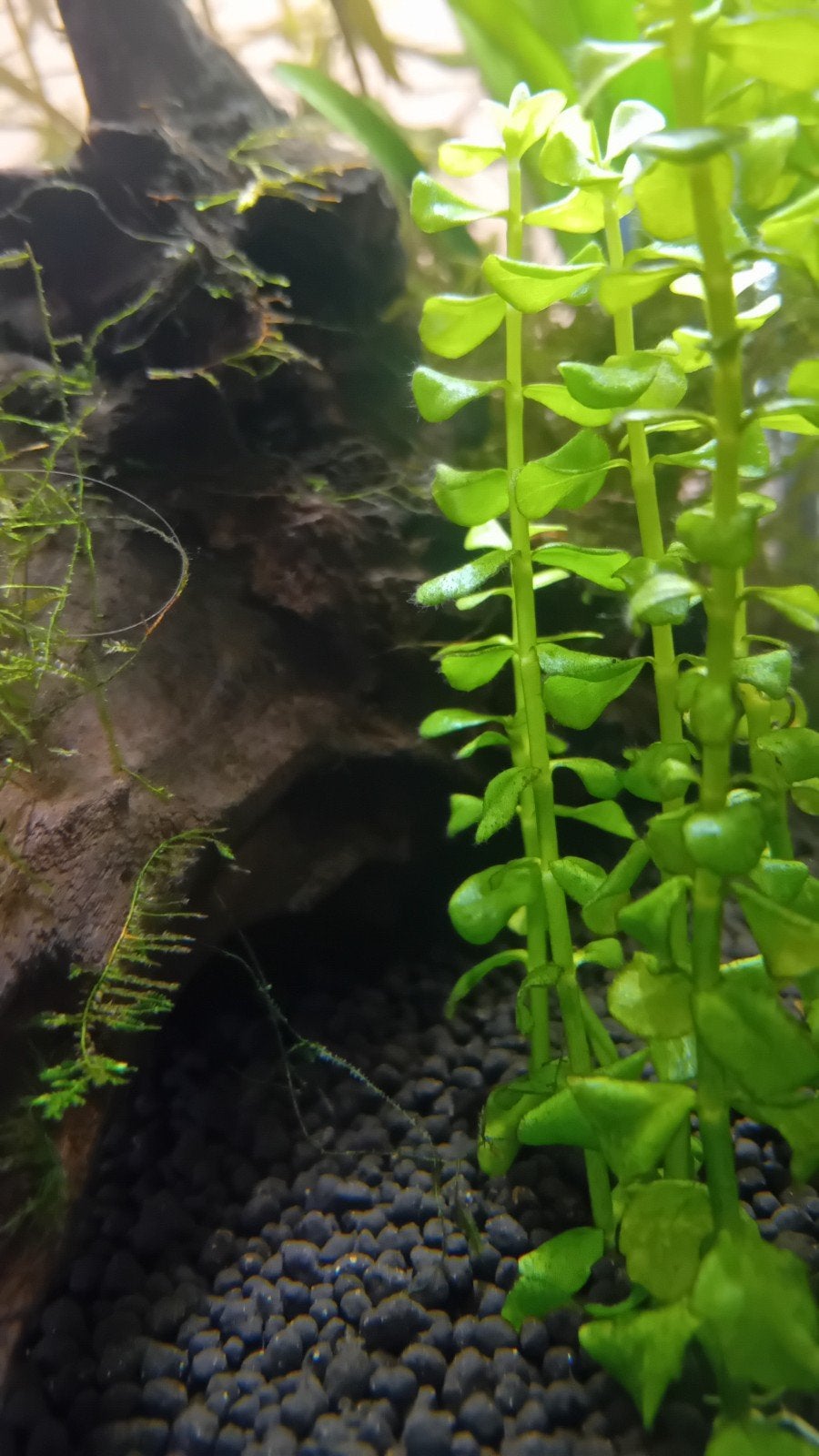 Rotala rotundifolia groen – aquariumplant, per stengel, Dieren en Toebehoren, Inclusief planten, Plant(en), Steen of Hout, Nieuw
