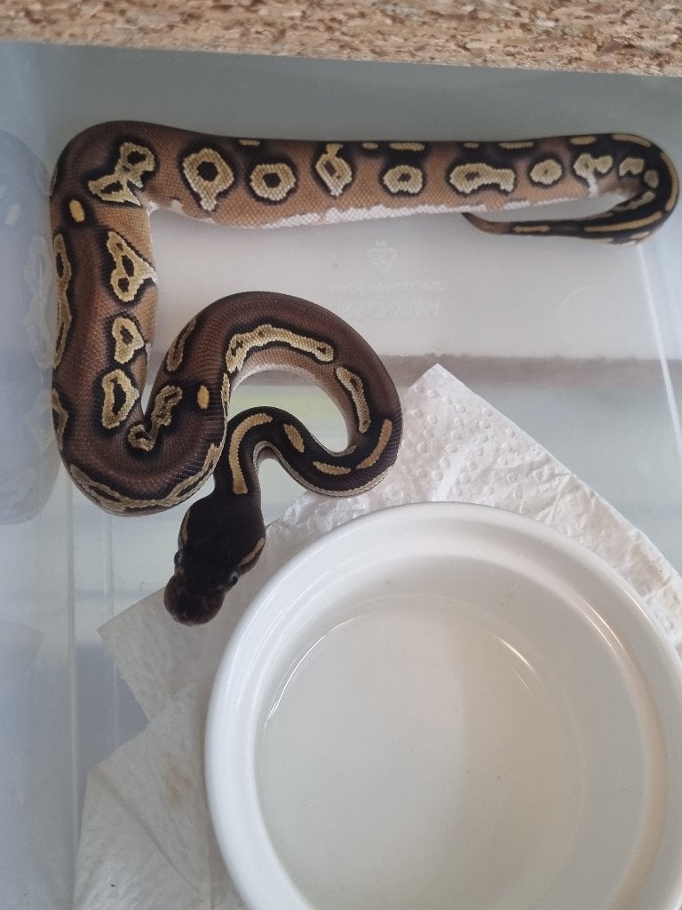 0.1 blackhead mojave 66% het dreamsicle koningspython Ball Python - female for sale from Mex