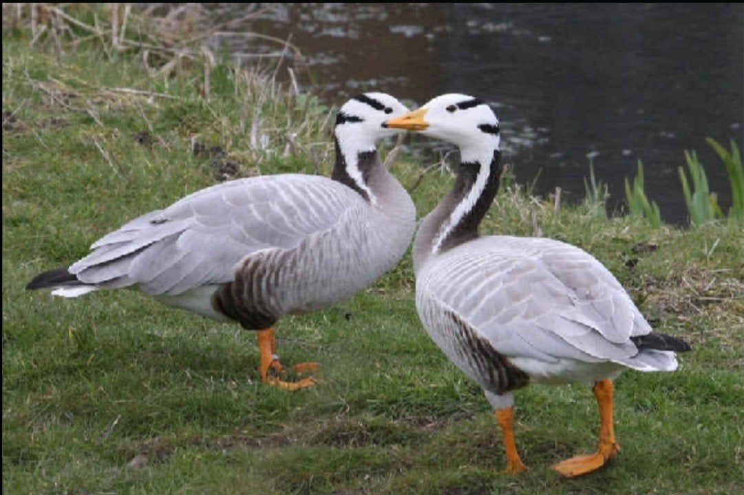 Sierganzen: Onverwante koppels Streepkopganzen, Dieren en Toebehoren, Pluimvee, Meerdere dieren, Gans of Zwaan