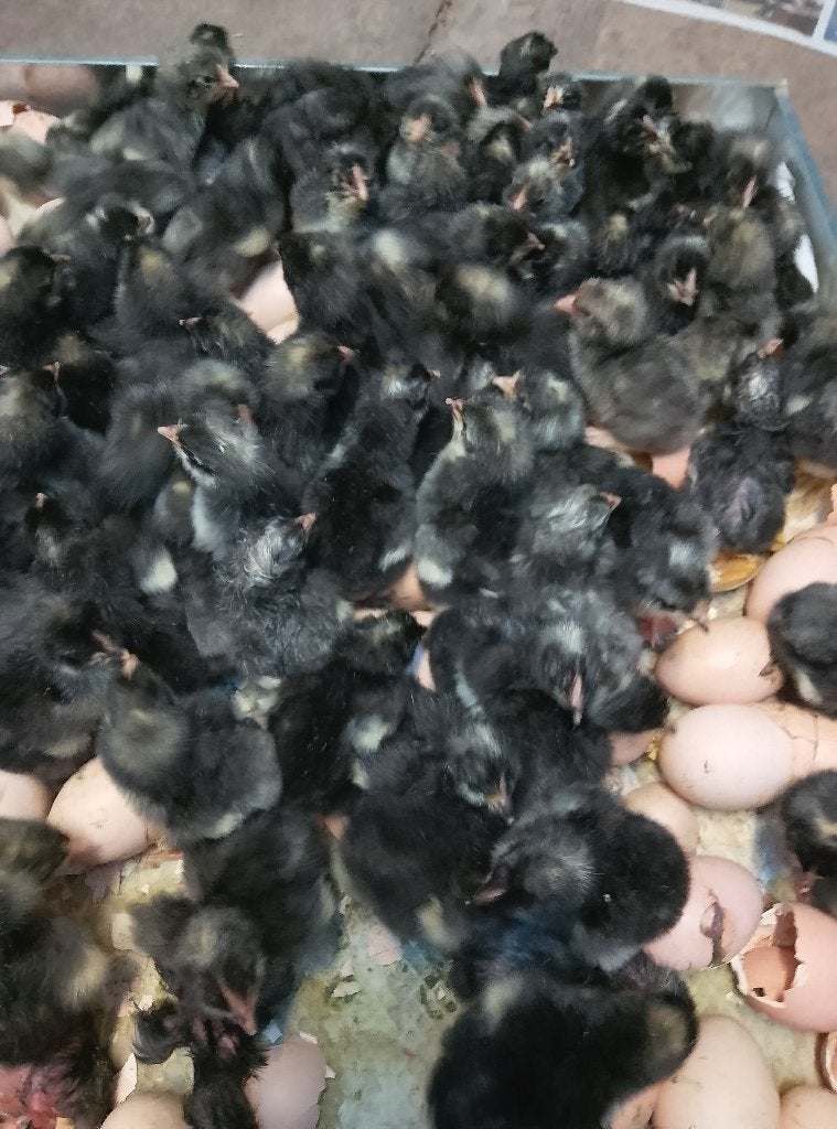 Dag kuikens Mechelse koekoek en Poule de Bresse, Dieren en Toebehoren