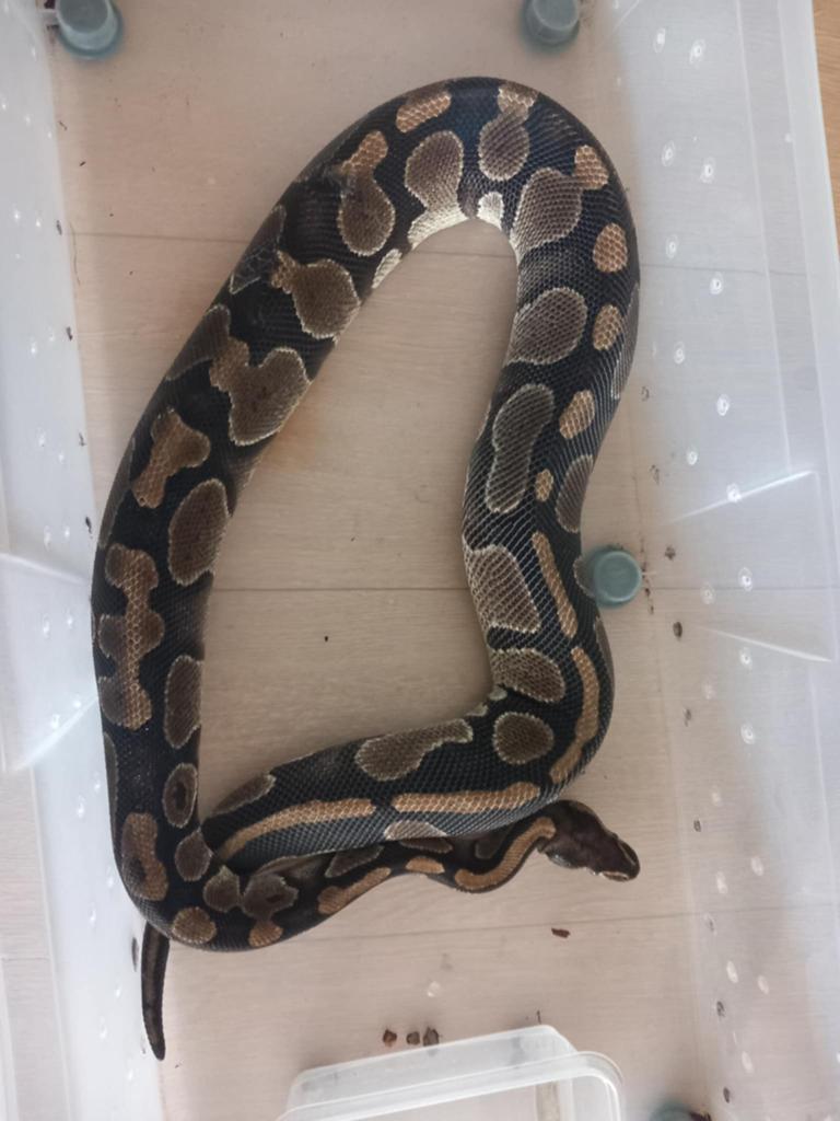 Plusieurs especes python, Dieren en Toebehoren, Overige soorten, Met terrarium, 0 tot 2 jaar