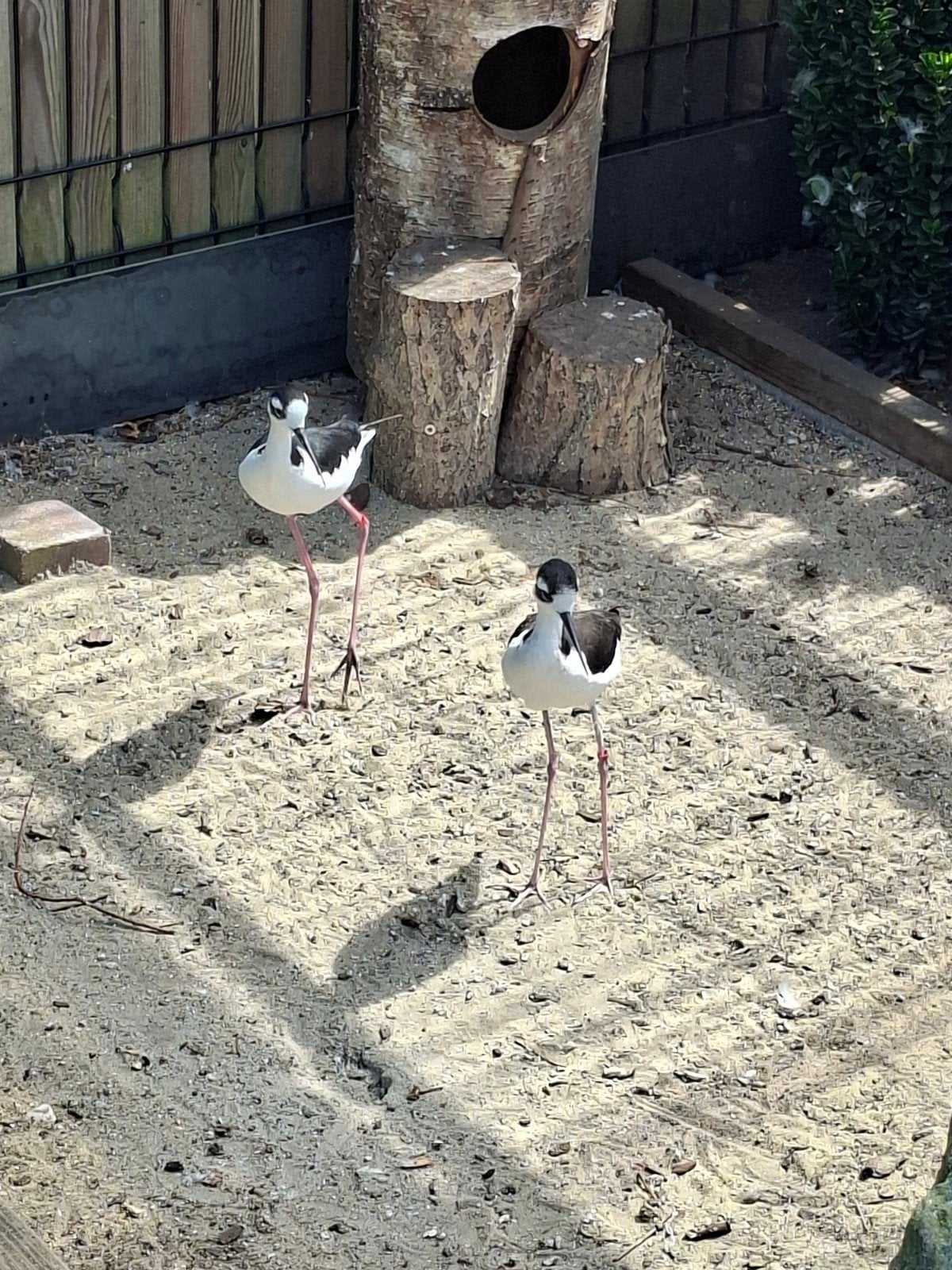 mexicaanse steltkluten, Dieren en Toebehoren, Vogels | Overige Vogels