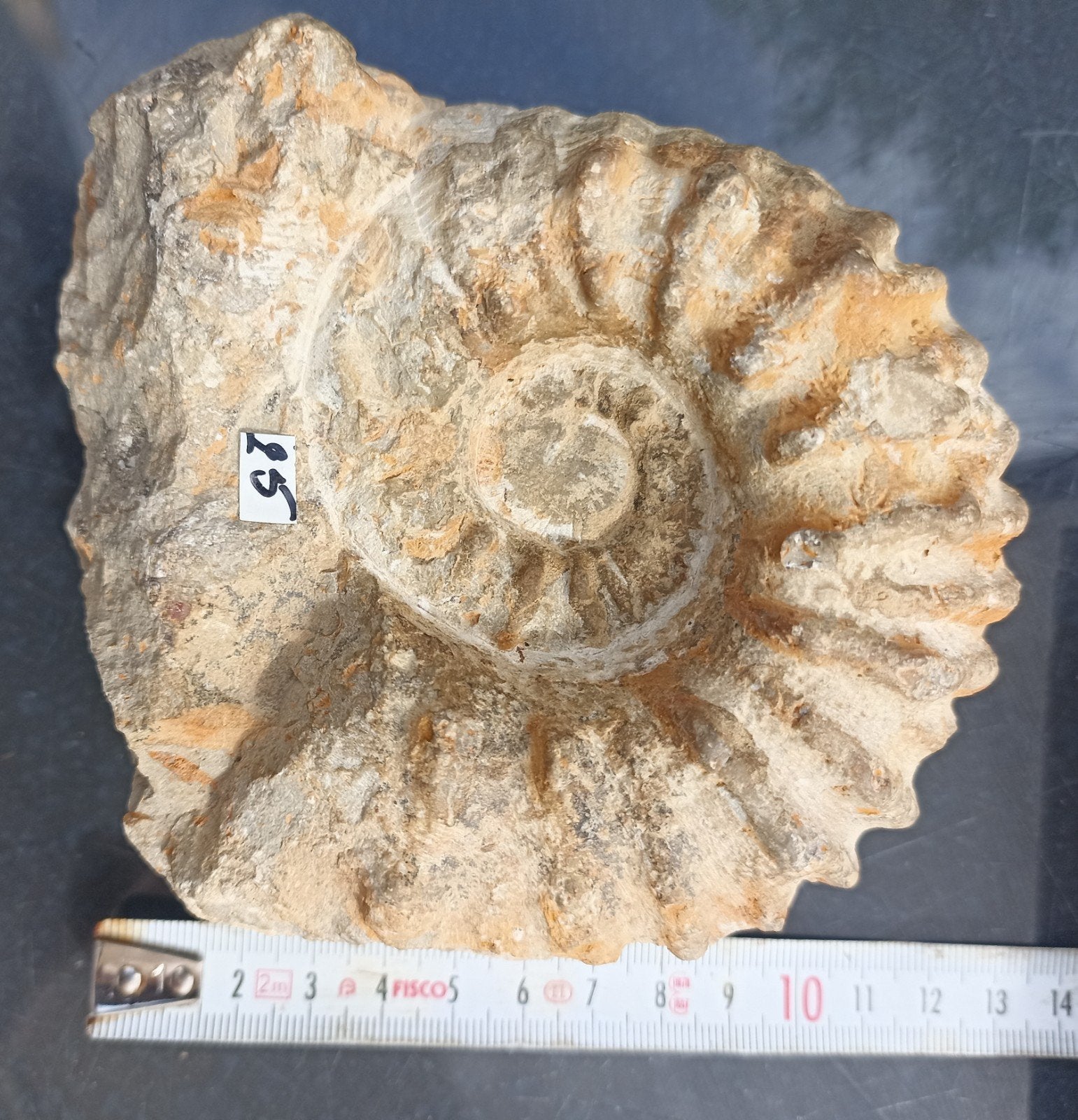 Ammoniet fossiel., Verzamelen, Ophalen, Fossiel