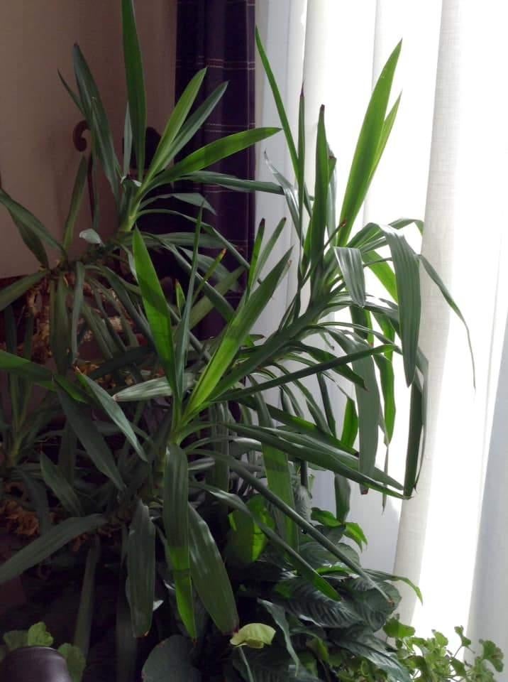 Yucca, Jardin & Terrasse, Plantes | Jardin, Enlèvement, Plante fixe, Graminées ornementales, Plein soleil