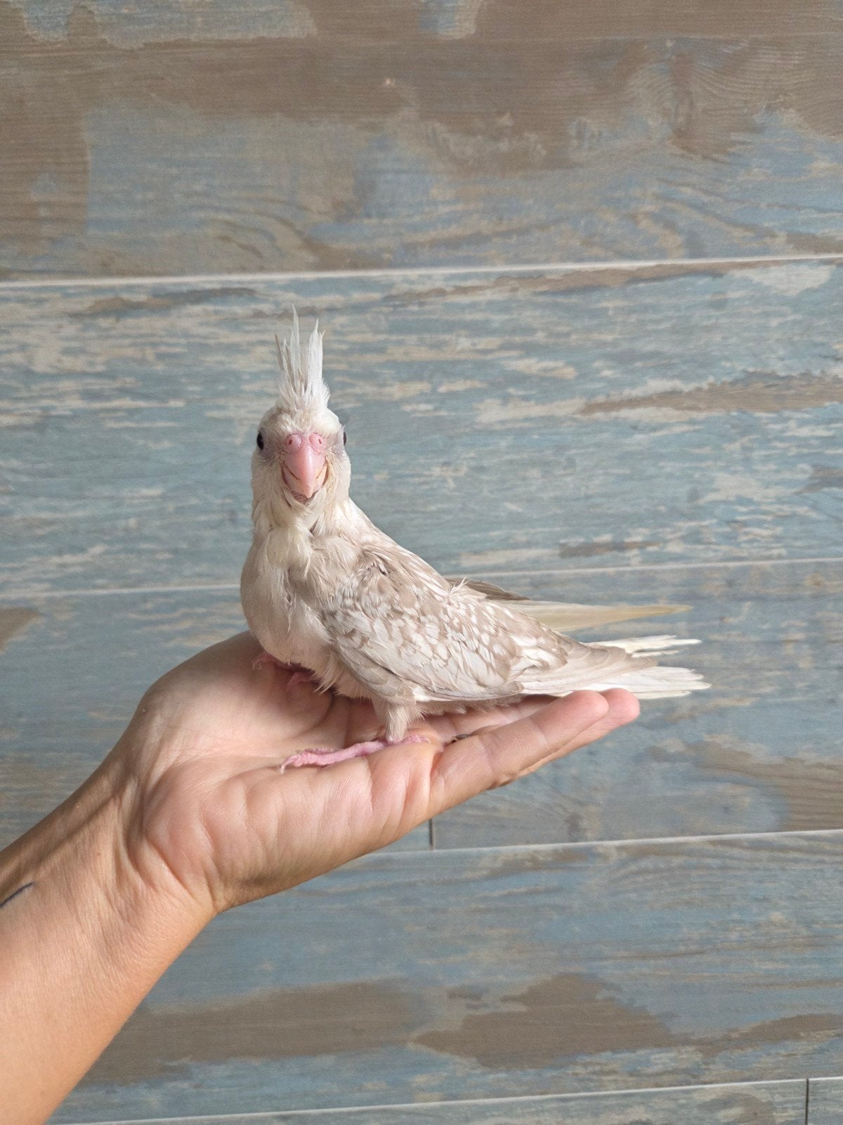 Eam mannelijke valkparkiet, Dieren en Toebehoren, Mannelijk