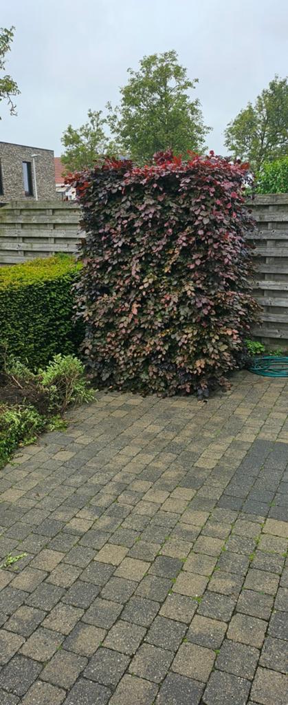 Gratis beuken haag, Tuin en Terras, Ophalen, Haag