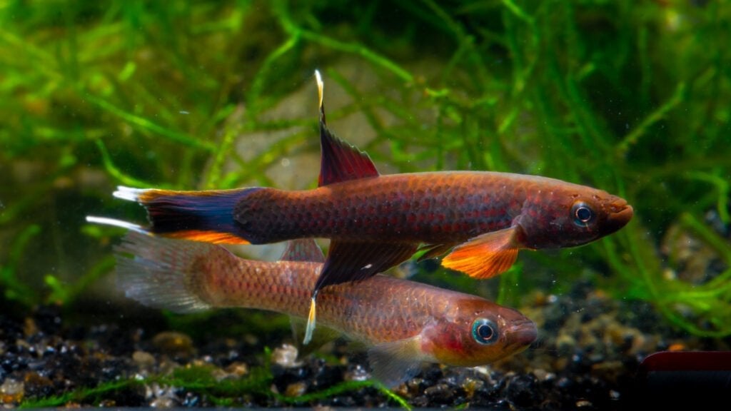 Kili Australe, Dieren en Toebehoren, Vissen | Aquariumvissen