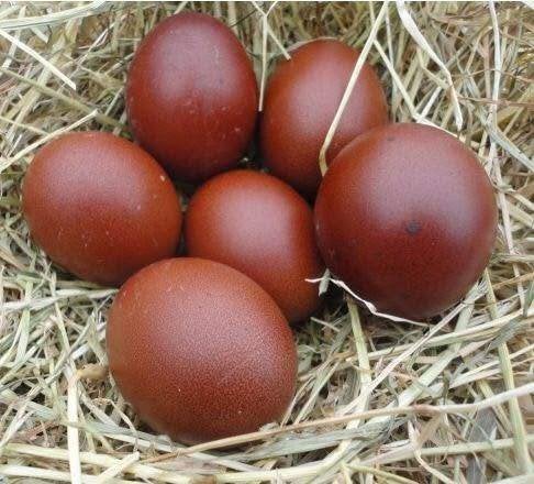 laatste kleurleggers actie 3 voor 50 euro & 7 voor 100 euro, Vrouwelijk, Kip