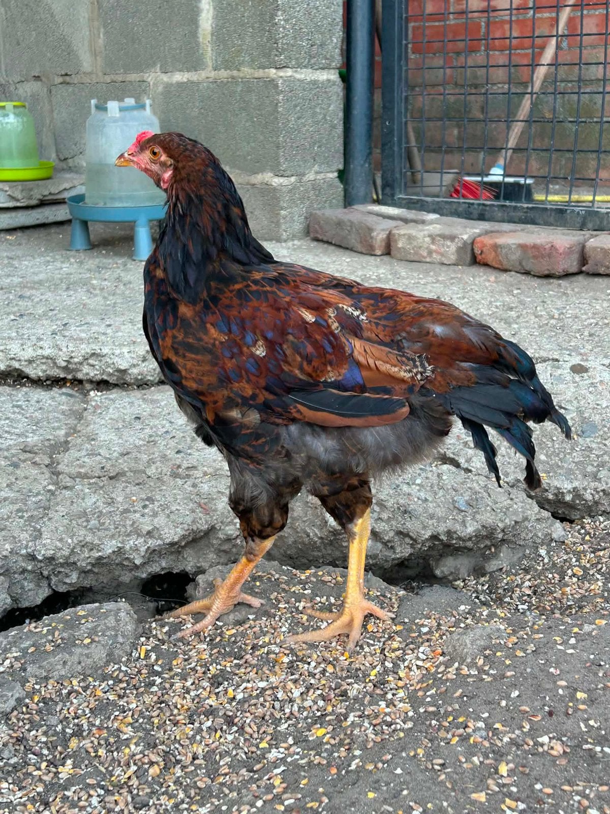 Gratis haantje, Dieren en Toebehoren, Mannelijk, Kip