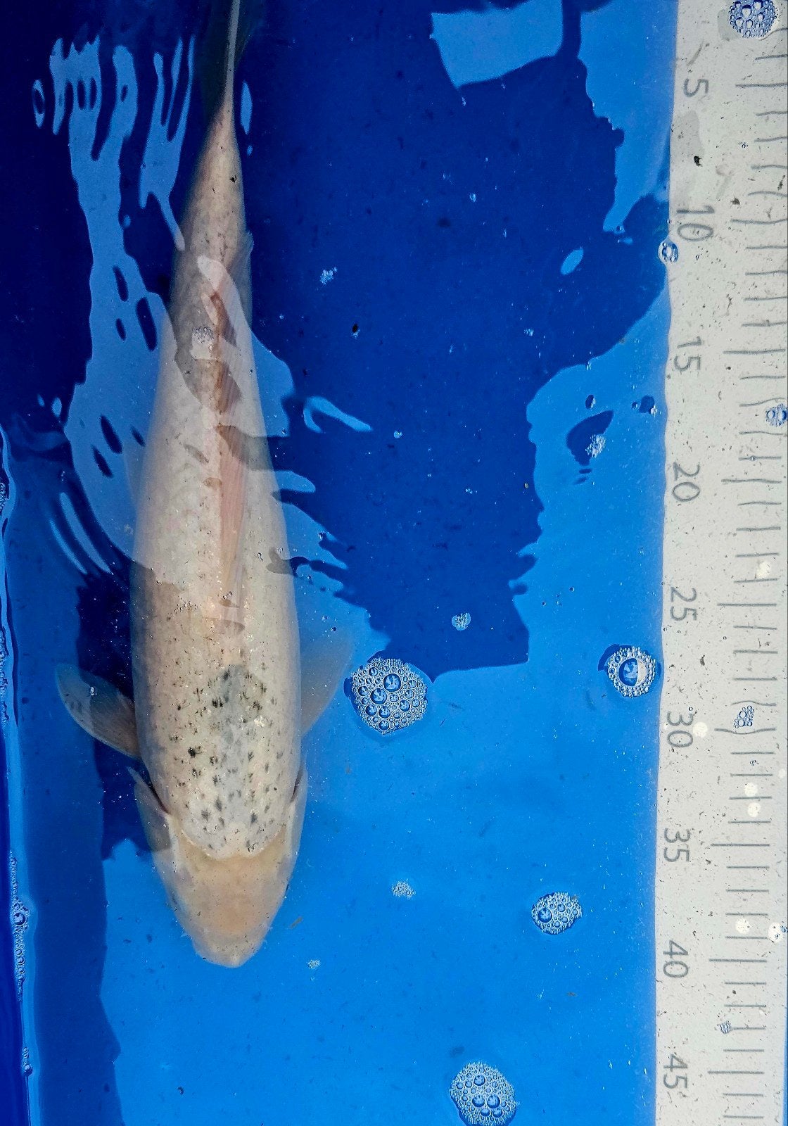 Prachtige japanse koi - ca. 45cm, Carpe ou Koï