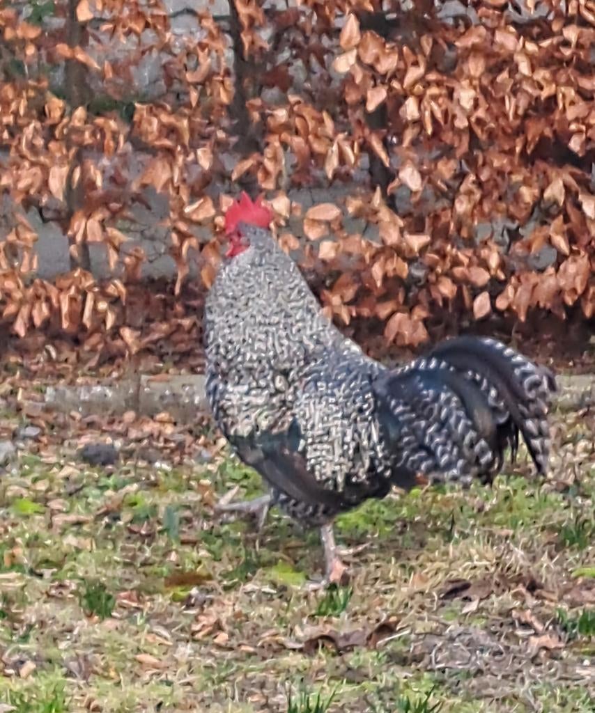 Volwassen haan te koop, Dieren en Toebehoren, Pluimvee, Mannelijk, Kip
