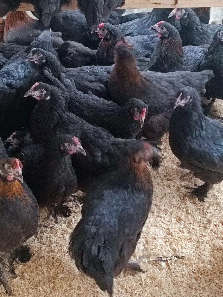 Poules marans pures meilleur prix en Belgique 0499/082381, Femelle, Poule ou poulet