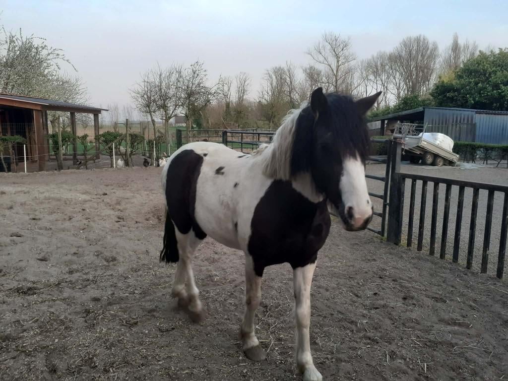 Pony's te koop, Meerdere dieren, Niet van toepassing