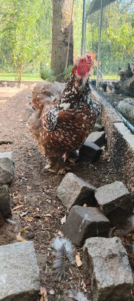 Brahma porselein hen, Vrouwelijk, Kip