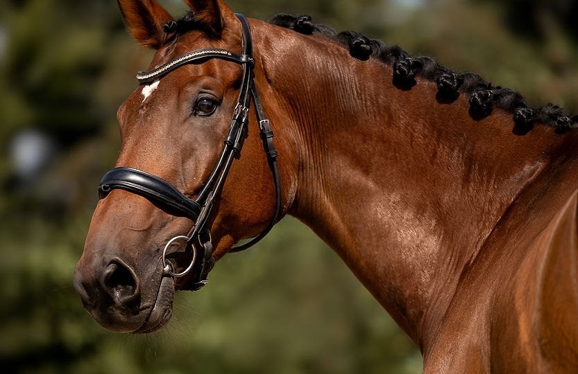 8-jarige ruin Helios ! Springpaarden te koop in ESHA veiling, Débourré, Cheval de saut, 170 à 175 cm, 7 à 10 ans