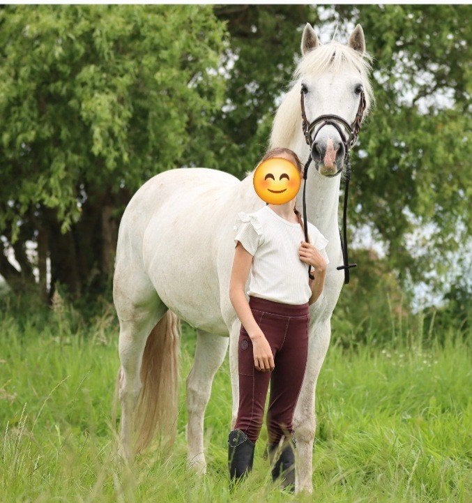 Recreatiepaard/ E-pony, Dieren en Toebehoren, Minder dan 160 cm, Ruin, Recreatiepaard, Gechipt