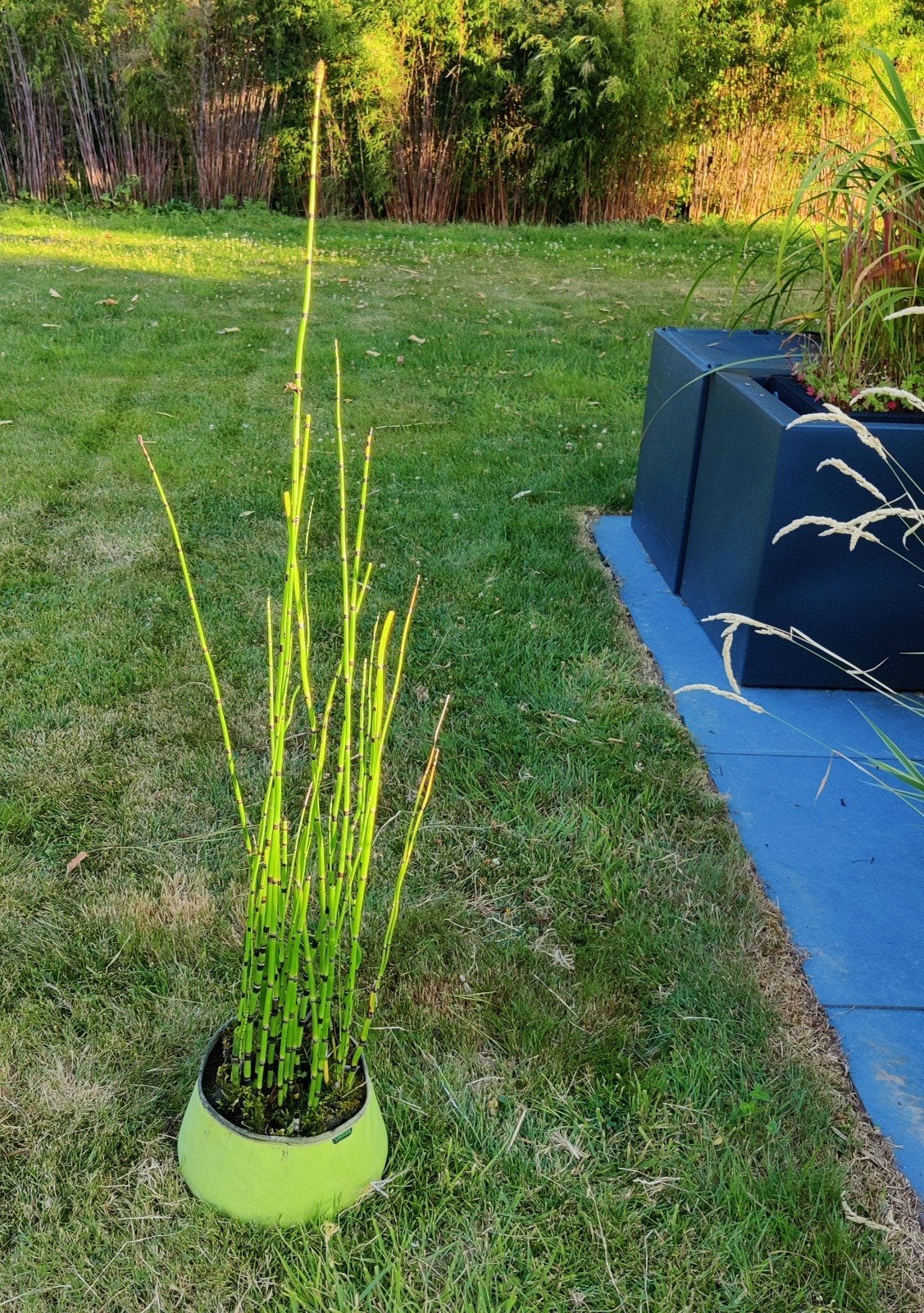 Tuyau creux japonais, Jardin & Terrasse, Plantes | Jardin, Plante fixe, Plantes de bassin, Mi-ombre, Ne fleurit pas, Enlèvement