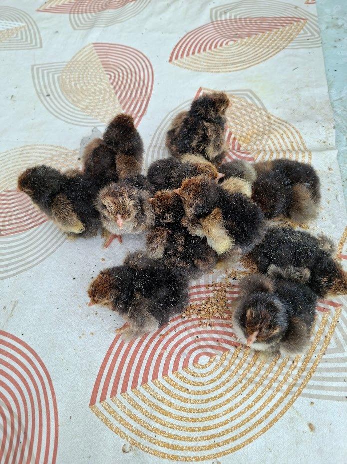 Poussins de Brahma doré ourlés noir, Animaux & Accessoires, Sexe inconnu, Poule ou poulet