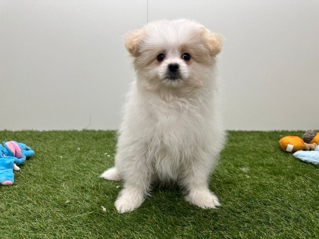 Pom Frisé pups (Bichon Frisé x Pomeriaan), Dieren en Toebehoren, België, 8 tot 15 weken, Parvo, Meerdere