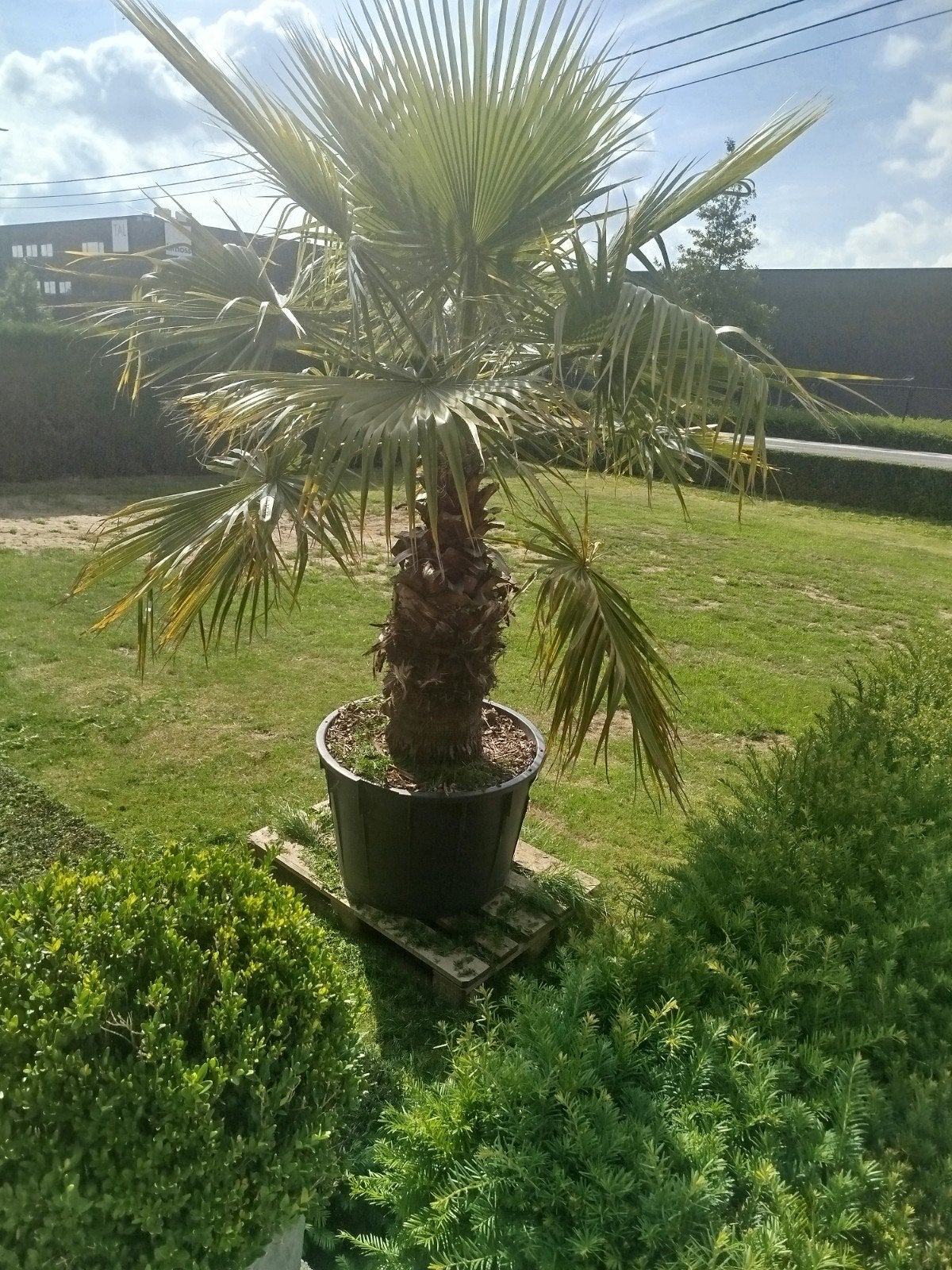 Tranchcarpus palmboom, Tuin en Terras, Ophalen