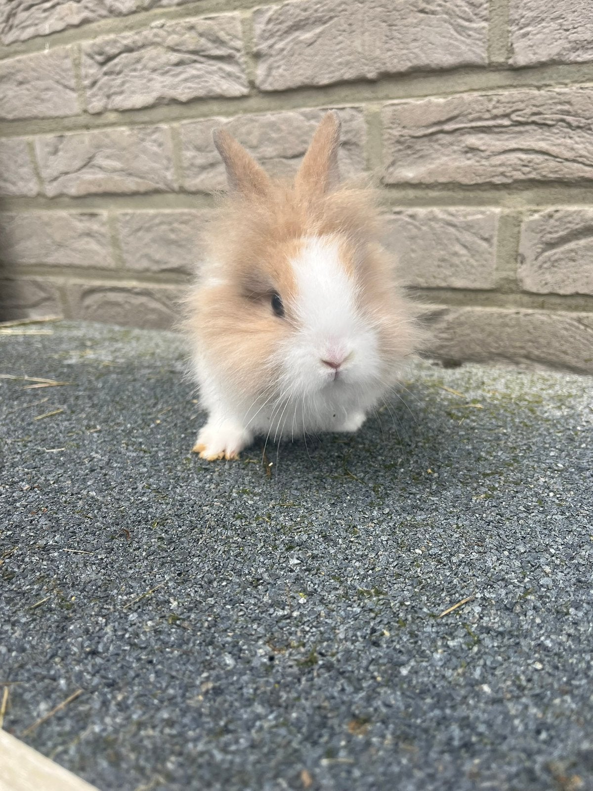 Baby konijntjes, Dieren en Toebehoren, Konijnen, Dwerg, Meerdere dieren, 0 tot 2 jaar, Hangoor