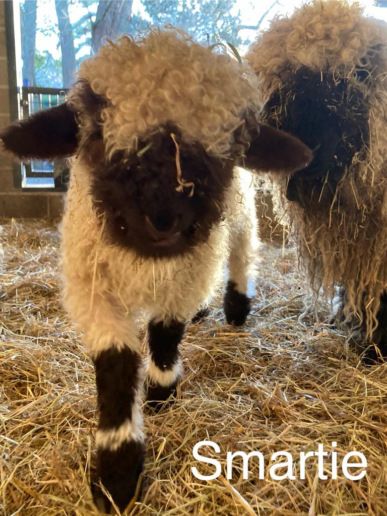 Smartie van ‘t Graanhof, ramlam, Walliser schwarznase, Dieren en Toebehoren, Schapen, Geiten en Varkens, Schaap, Mannelijk, 0 tot 2 jaar