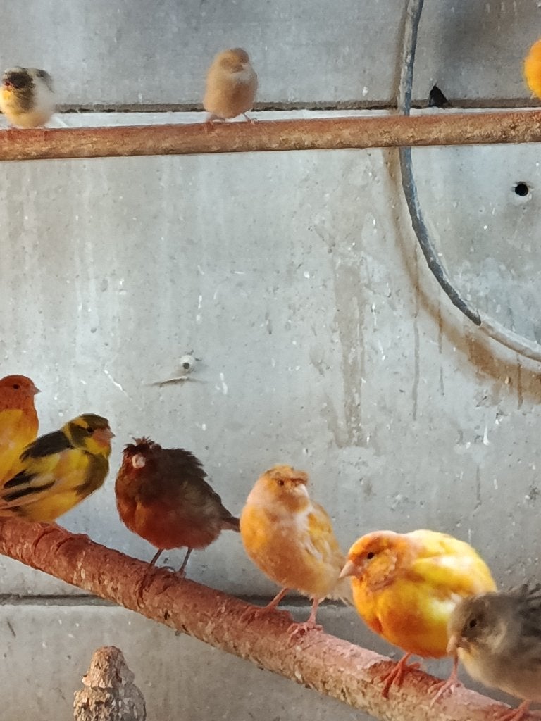 Kweek rijpe orange kanaries, Meerdere dieren, Kleurkanarie