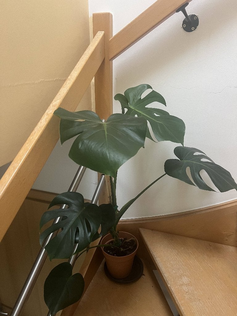 monstera deliciosa, Enlèvement