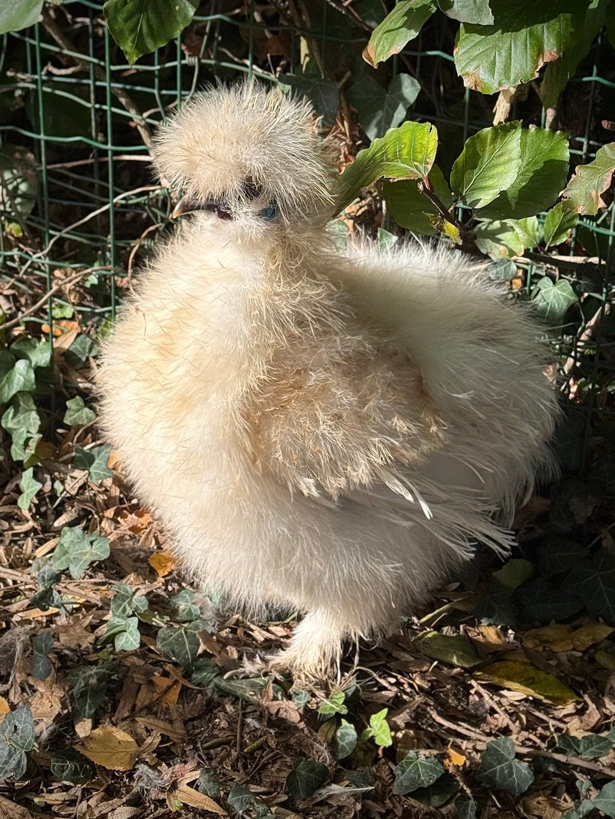 Usa Zijdehoen haantje redpyle, Dieren en Toebehoren, Mannelijk, Kip