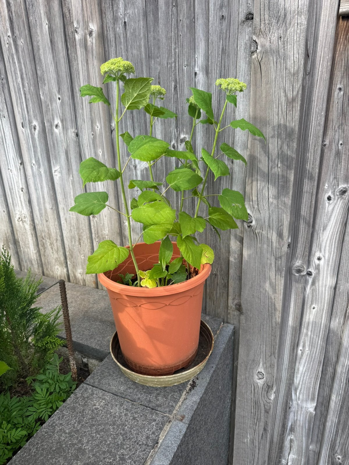 Planten in pot, Ophalen, In pot