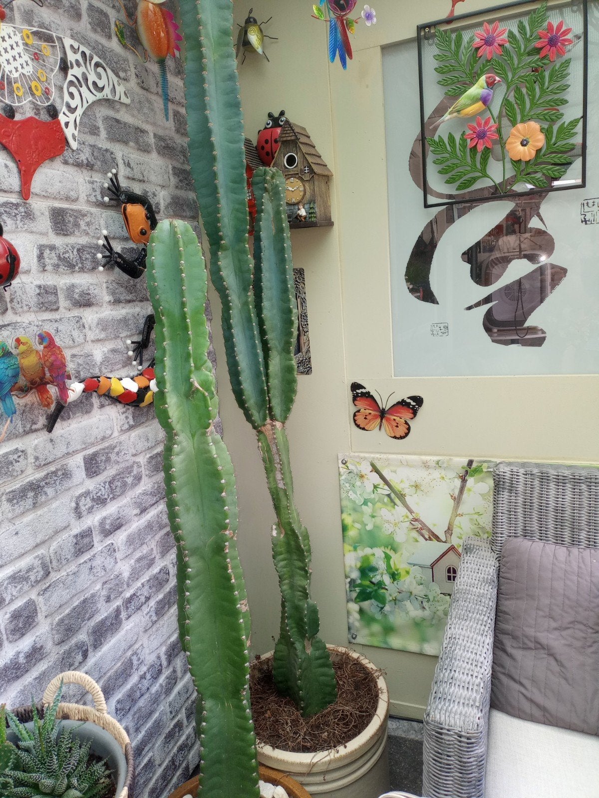 grote cactus met pot, Ophalen